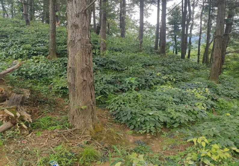 丈量林海秘境，守护绿色生机！桂电“绿盾护青山，生态兴乡村”三下乡实践团探访天门村 “药林共生” 林下基地