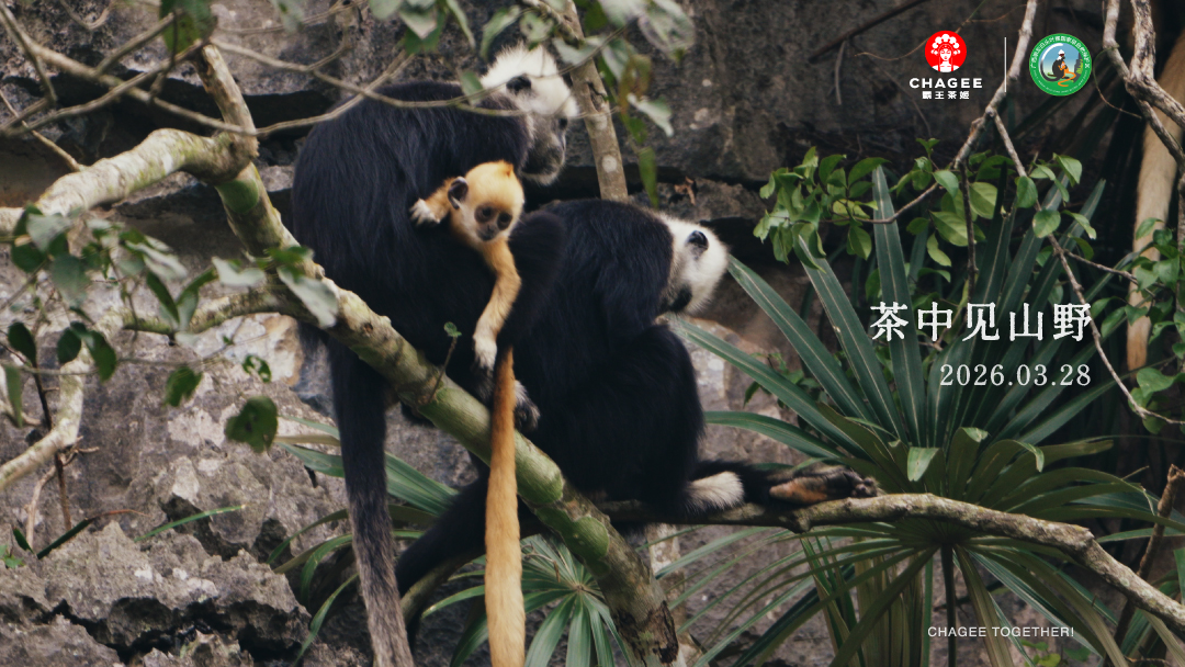 霸王茶姬广西启动白头叶猴保护公益行动